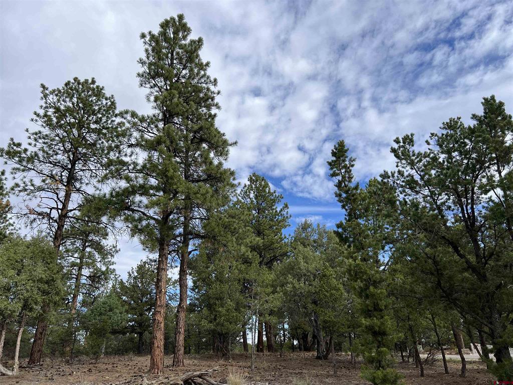 62 (lot 241) Gopher Court Property Photo 14