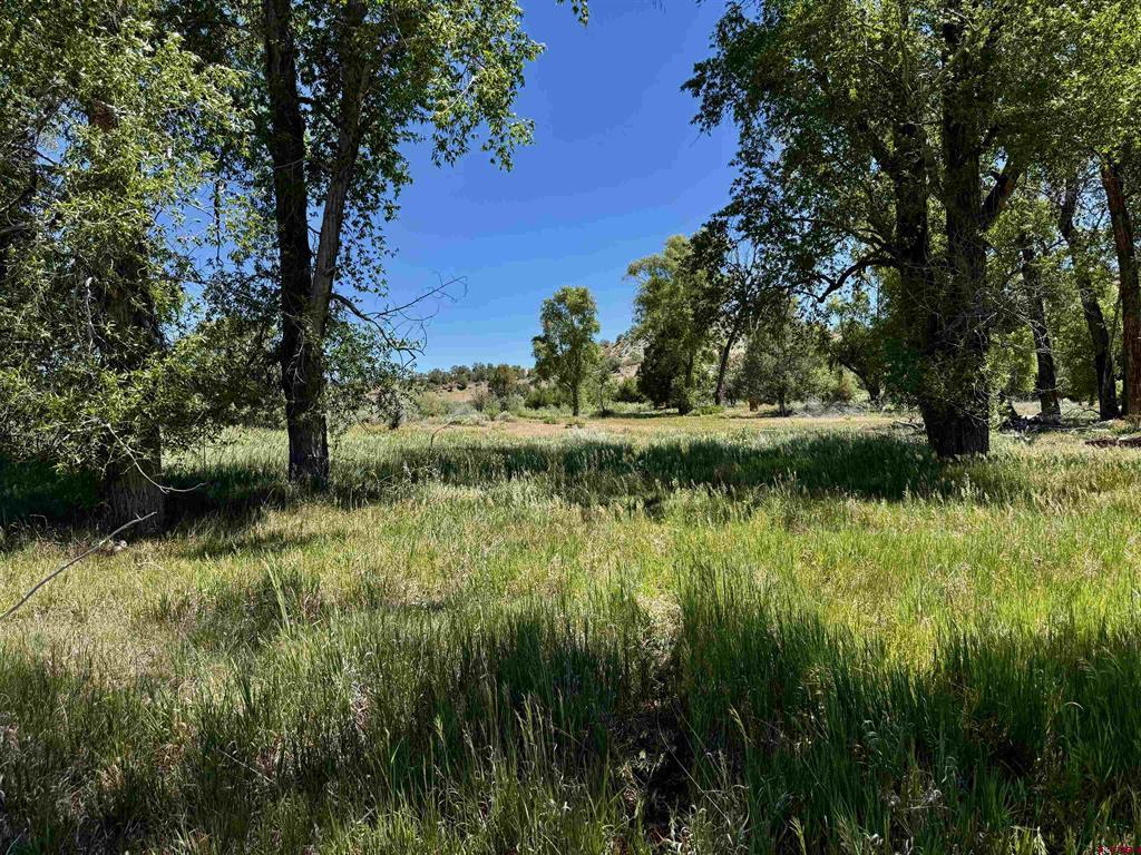 769 & 784 Bareback Lane Property Photo 4
