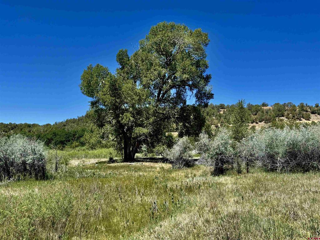 769 & 784 Bareback Lane Property Photo 9
