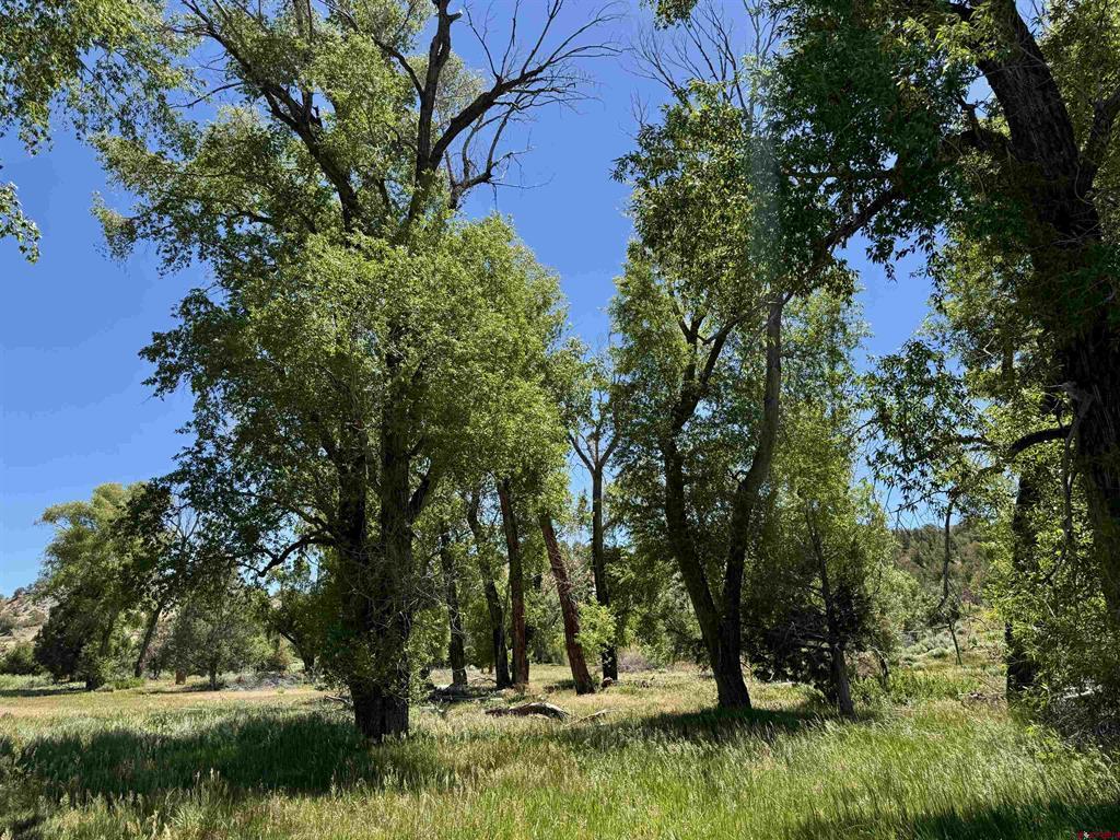 769 & 784 Bareback Lane Property Photo 11