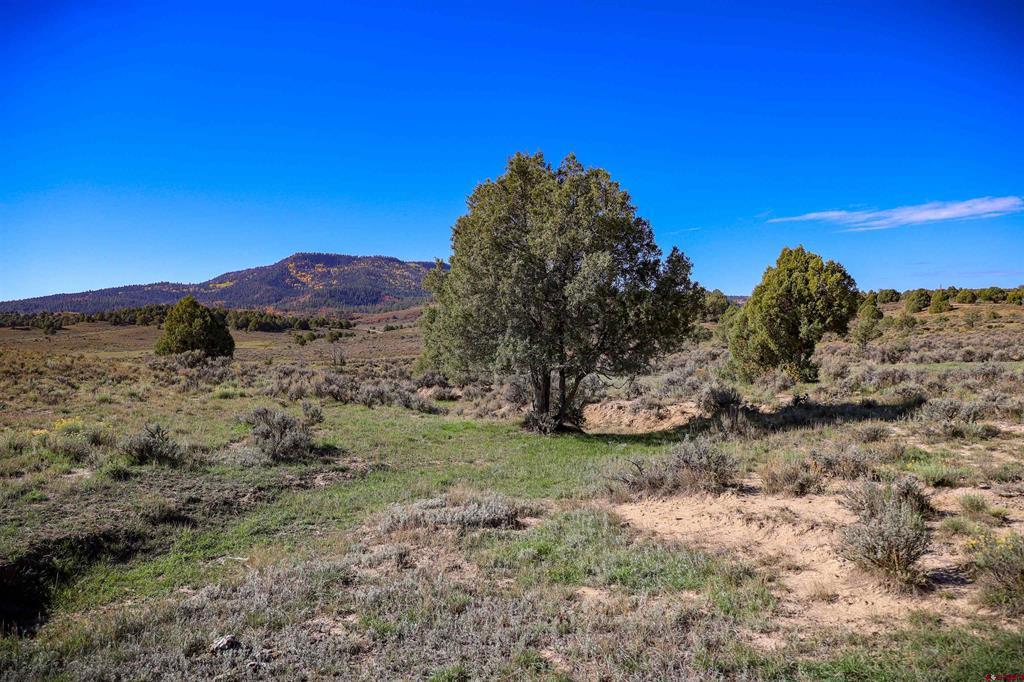 X Tall Pines Place Property Photo 22
