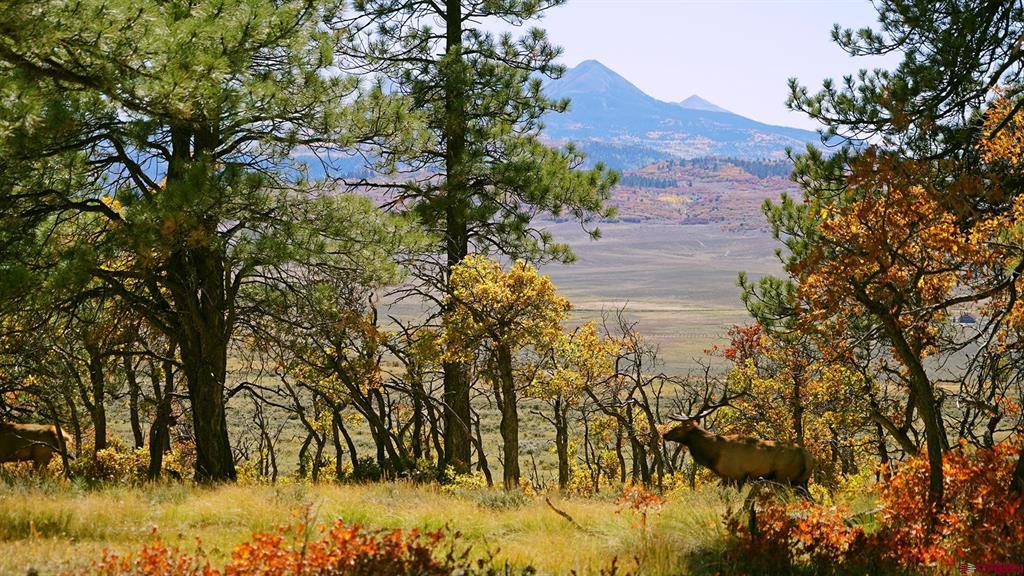 1250 Mckenzie Springs Road Property Photo 16