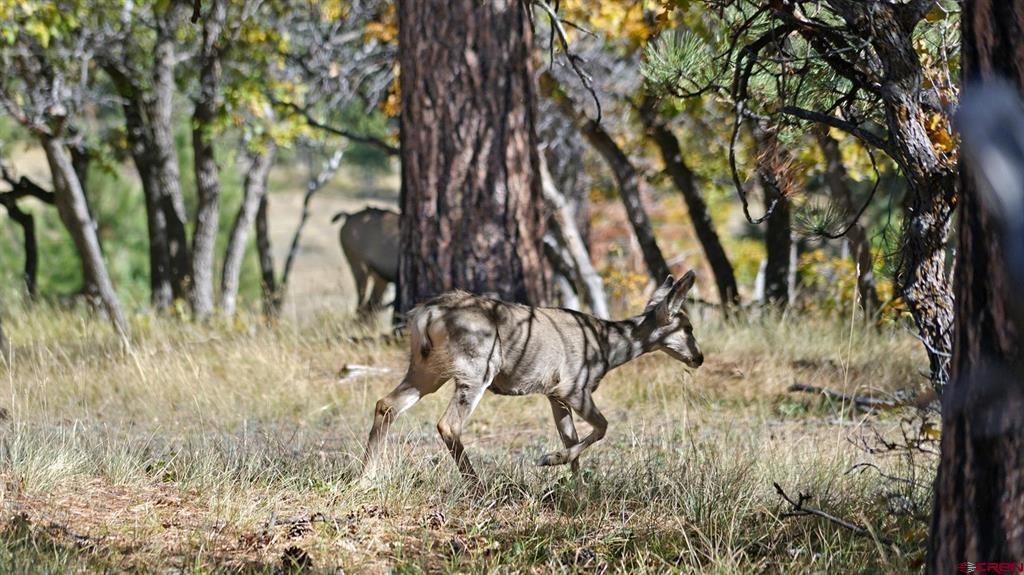 1250 Mckenzie Springs Road Property Photo 18