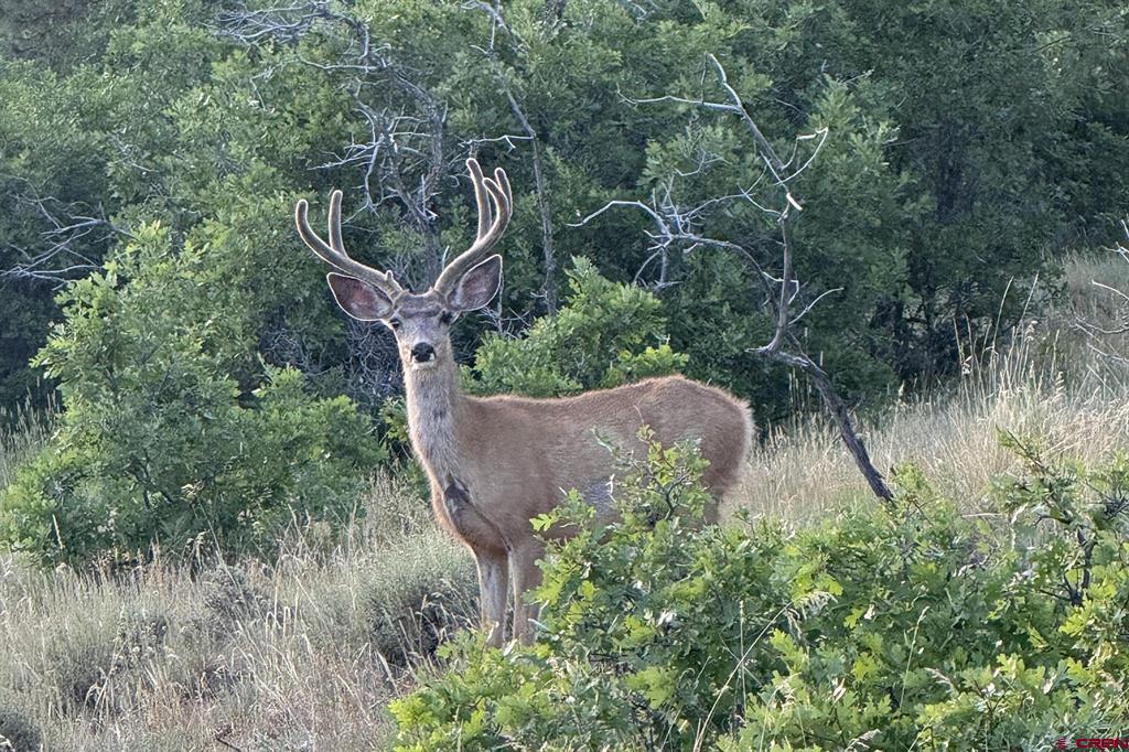 1250 Mckenzie Springs Road Property Photo 45