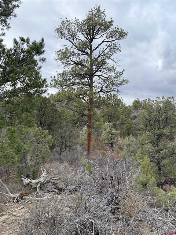 1479 La Posta Canyon Road Property Photo 1