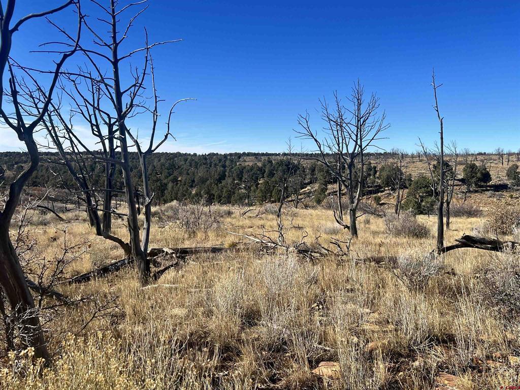 000 Akati Gulch Road Property Photo 33