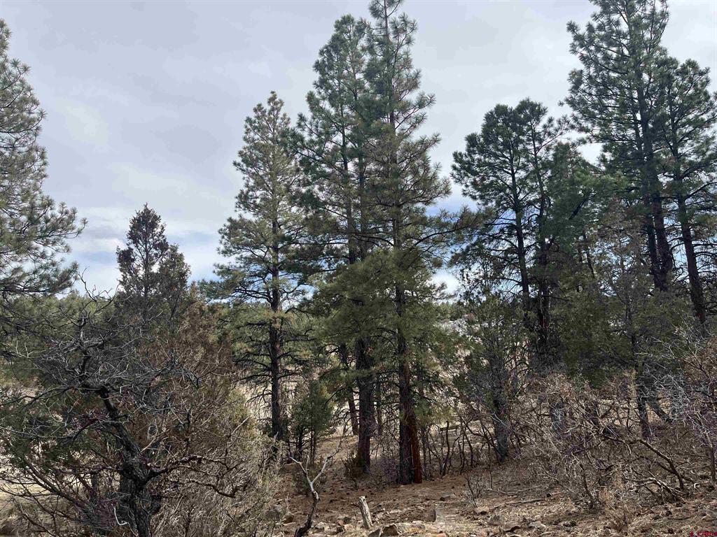 Tbd White Tail Lane Property Photo 3