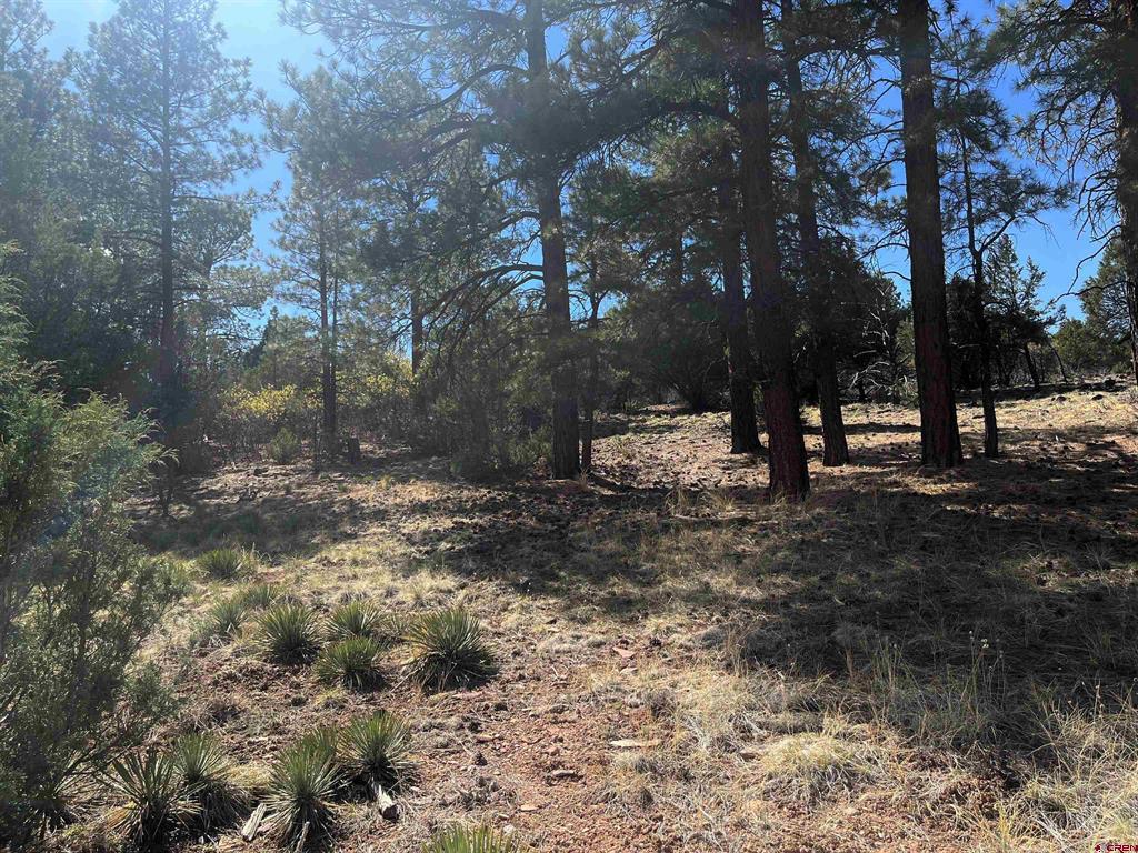 Tbd White Tail Lane Property Photo 5