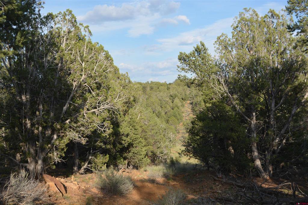 Tbd County Road 109 Property Photo 2