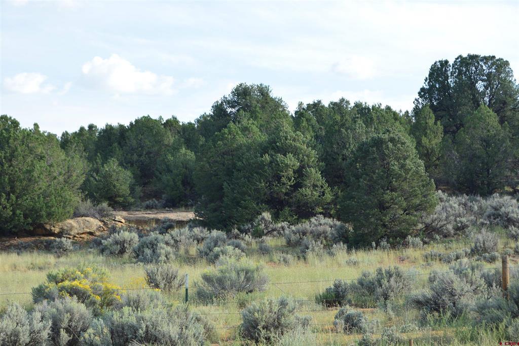 Tbd County Road 109 Property Photo 4