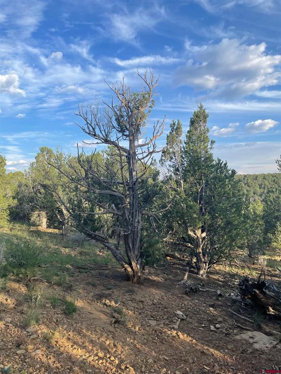 Tbd County Road 109 Property Photo 7