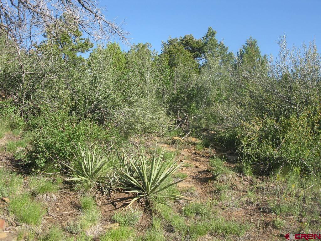 Tbd De Oro Way Property Photo 11