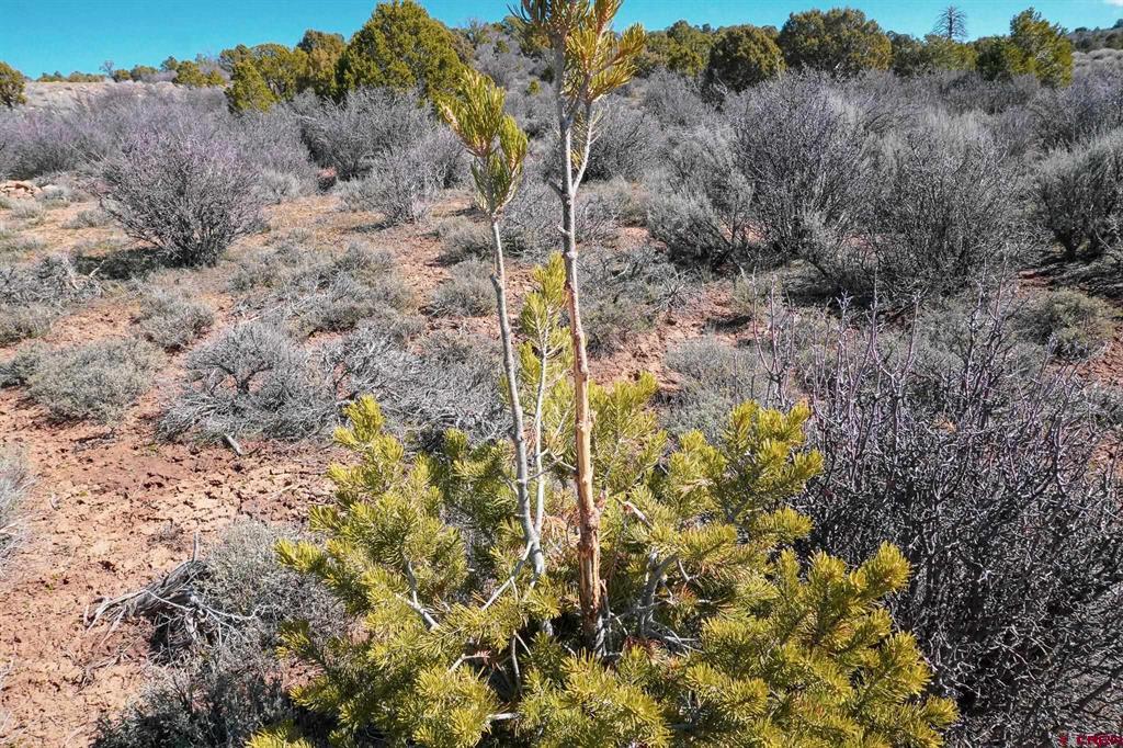 Tbdwp County Line Rd Property Photo 6