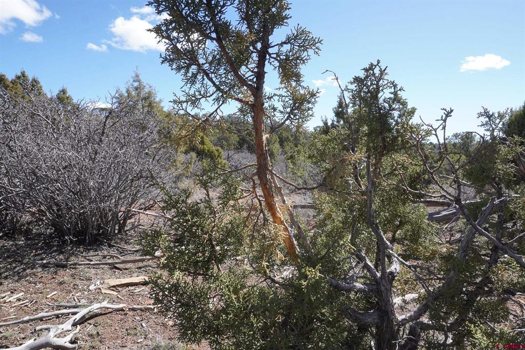 Tbdwp County Line Rd Property Photo 39