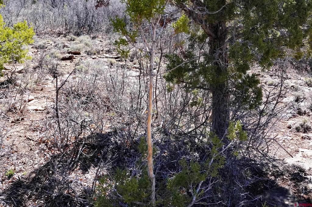 Tbdwp County Line Rd Property Photo 41