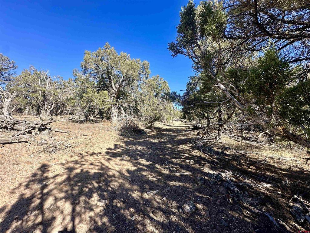 Tbd Cactus Park Road Property Photo 13