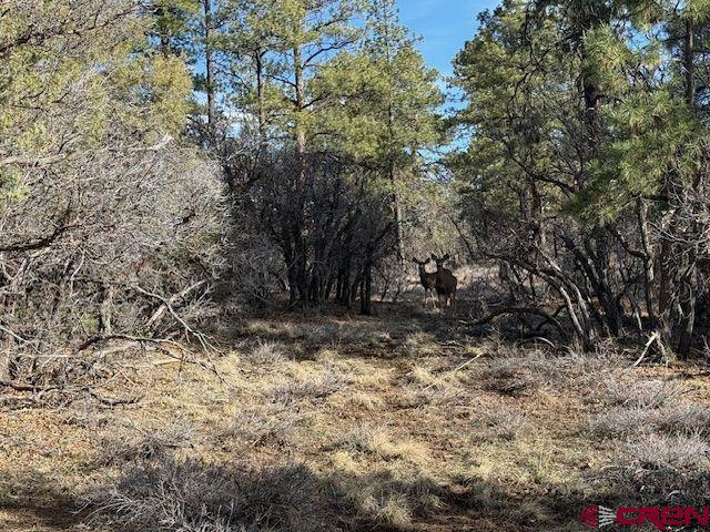 495 Justin's Drive Property Photo 13