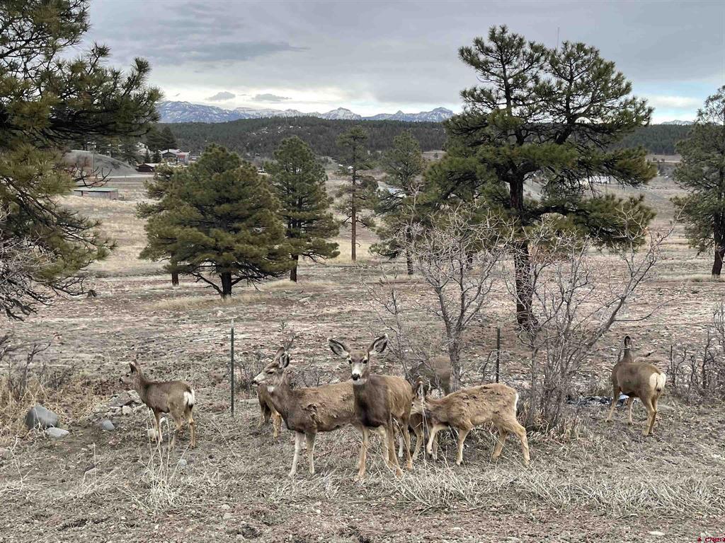 2626 S Pagosa Boulevard Property Photo 13