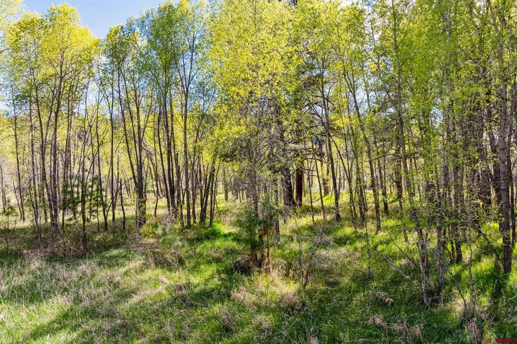 65 Pinestone Drive Property Photo 19
