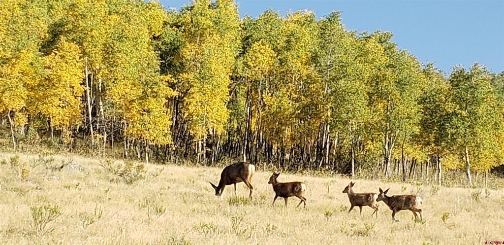 Tbd County Road 504 Bachelor Loop Property Photo 30
