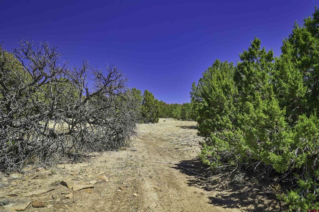 Tbd Rikki Rowdy Place Property Photo 16