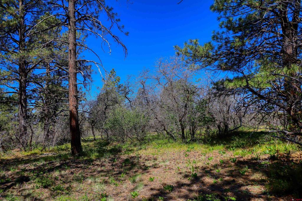 3367 Ranchland Drive Property Photo 2