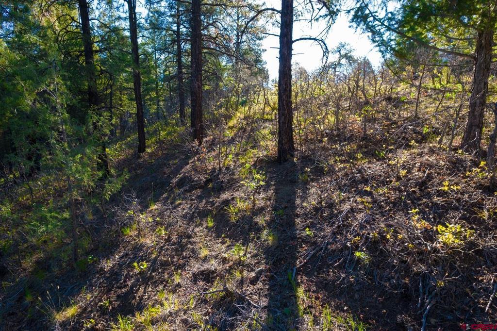 157 Carey's Court Property Photo 29