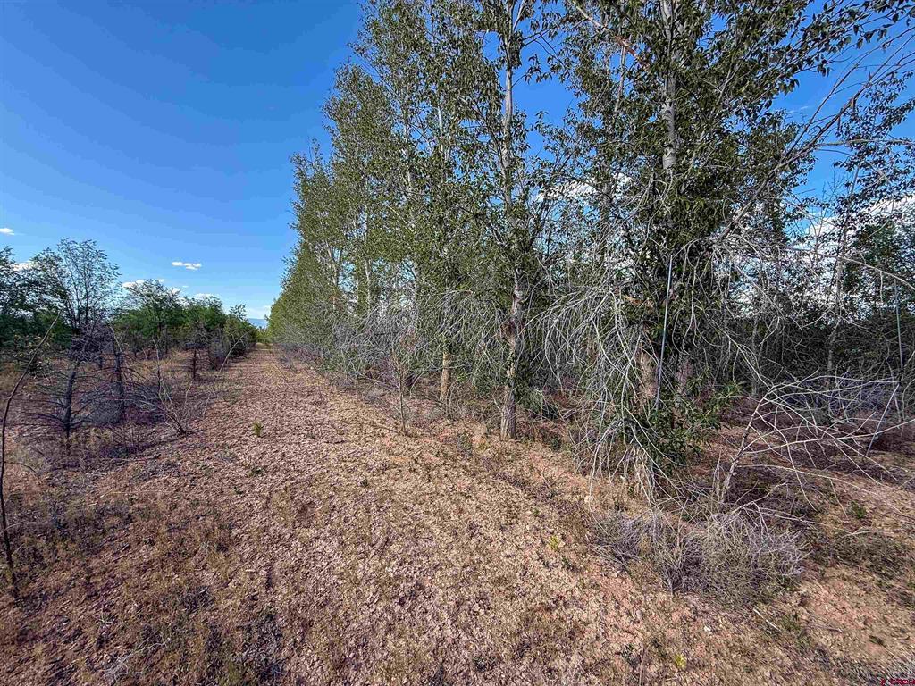 Tbd Begonia Road Property Photo 19