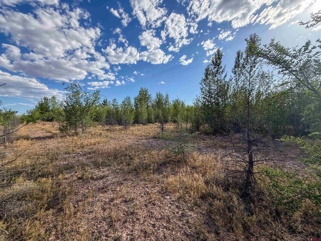 Tbd Begonia Road Property Photo 20