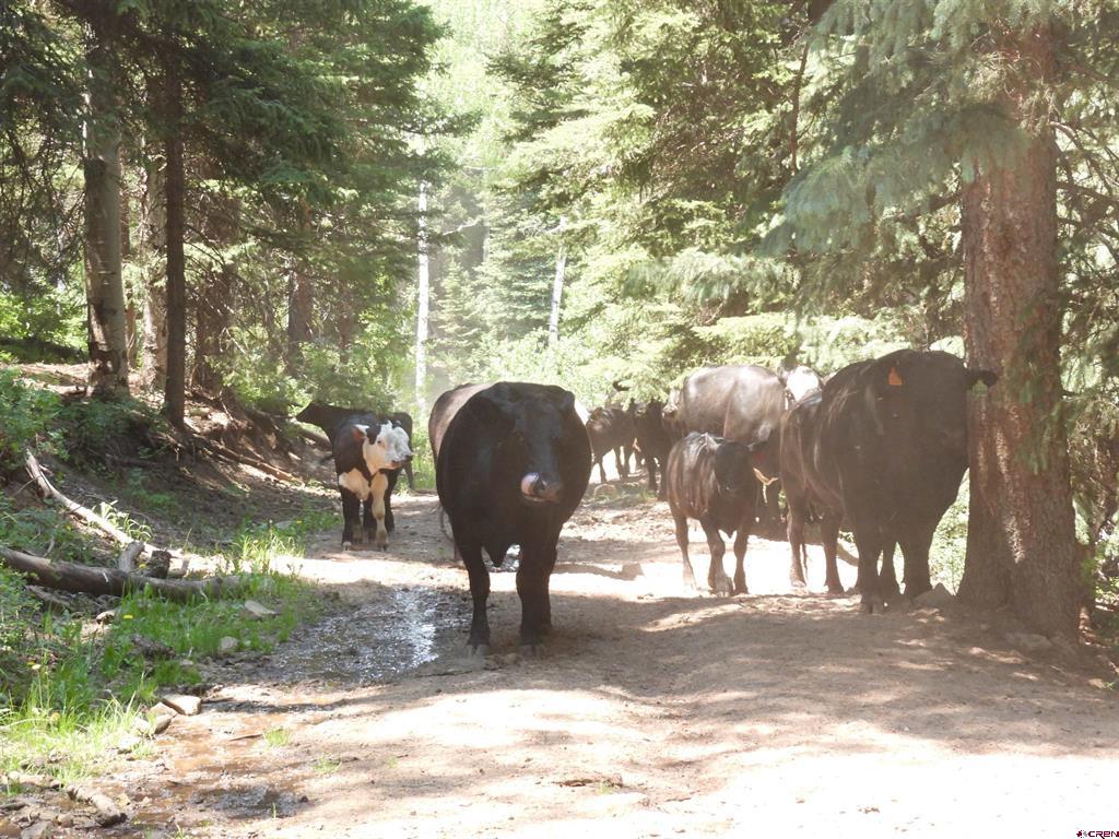 Tbd Transfer Road Property Photo 32