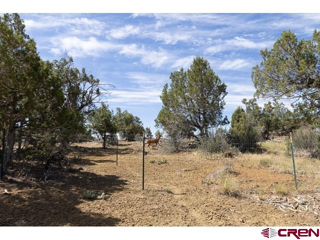 1848 D Bar K Property Photo 41