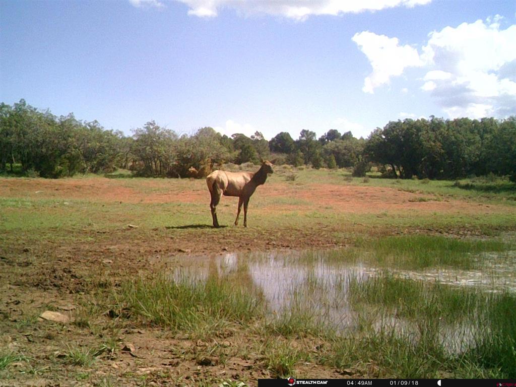 724 Blue Canyon Ranch Road Property Photo 37