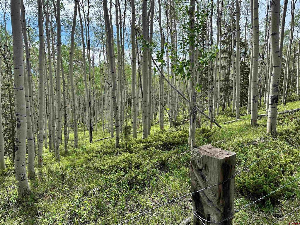 Tbd County Road 743 Property Photo 14