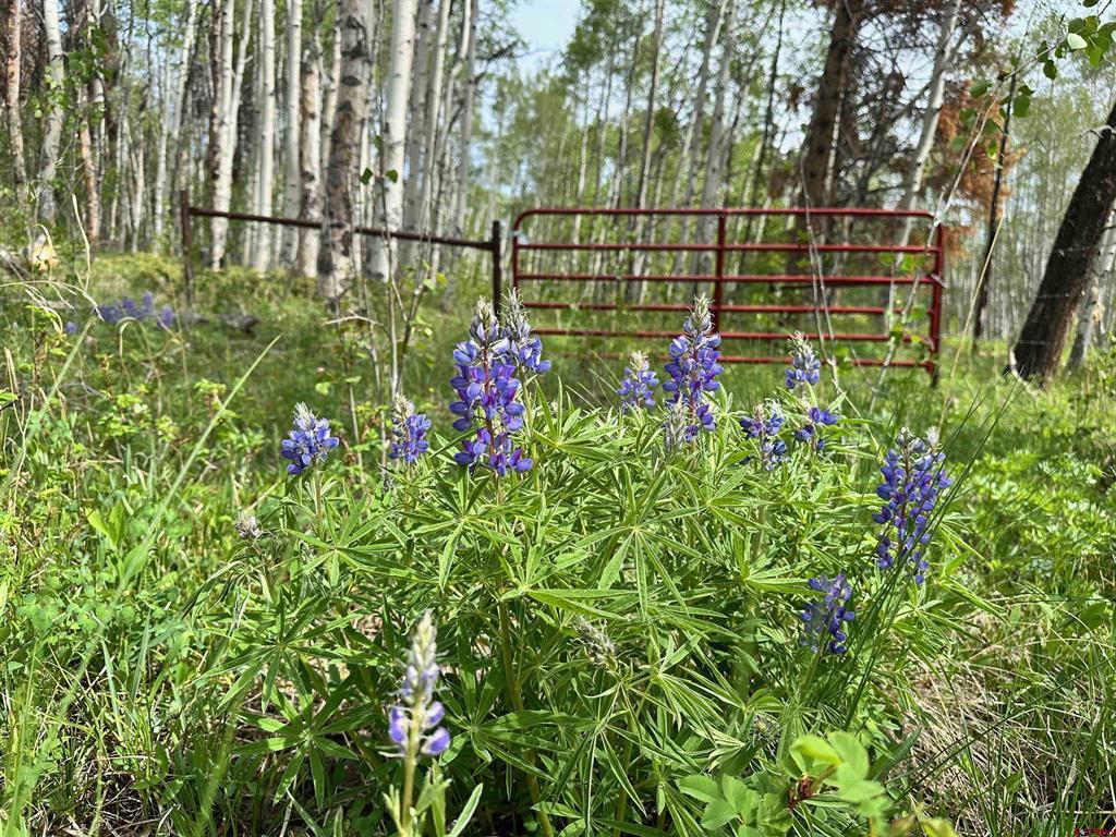 Tbd County Road 743 Property Photo 24