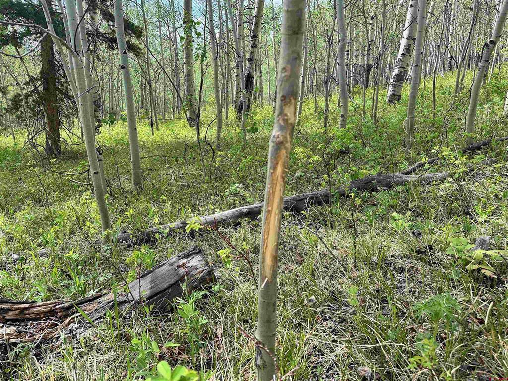 Tbd County Road 743 Property Photo 25