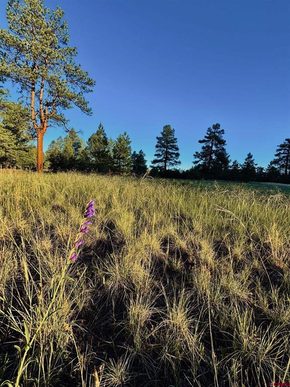 3898 N Pagosa Boulevard Property Photo 6