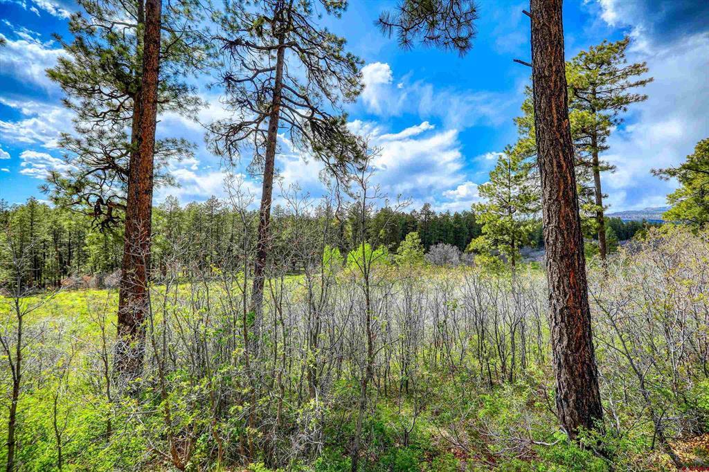 701 Piney Place Property Photo 8