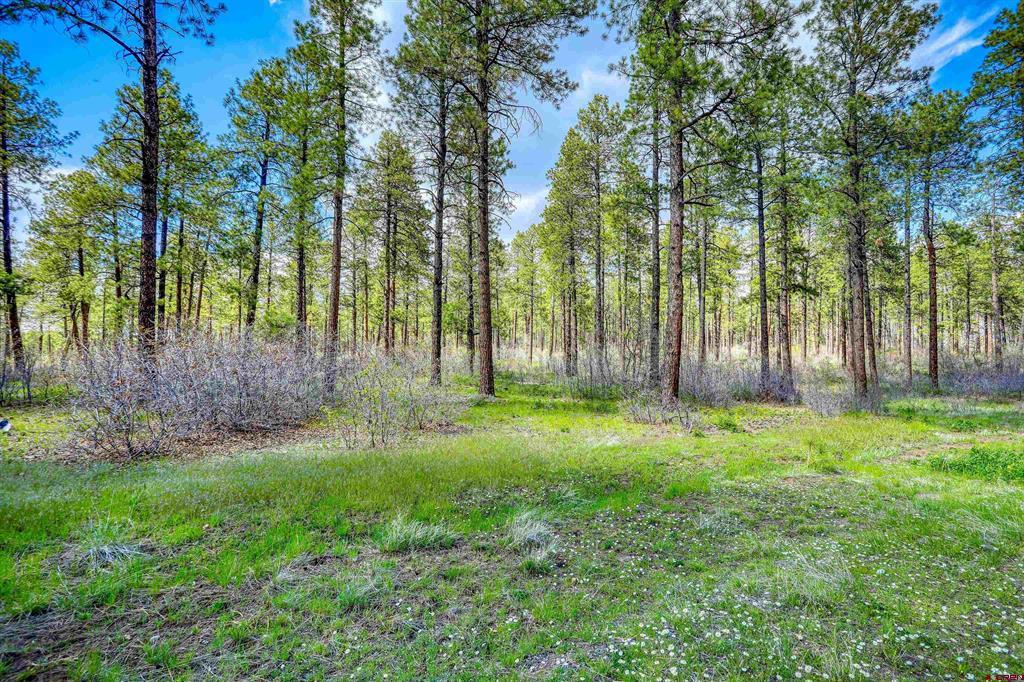 701 Piney Place Property Photo 11