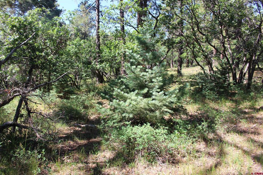 1422 Needles View Place Property Photo 39