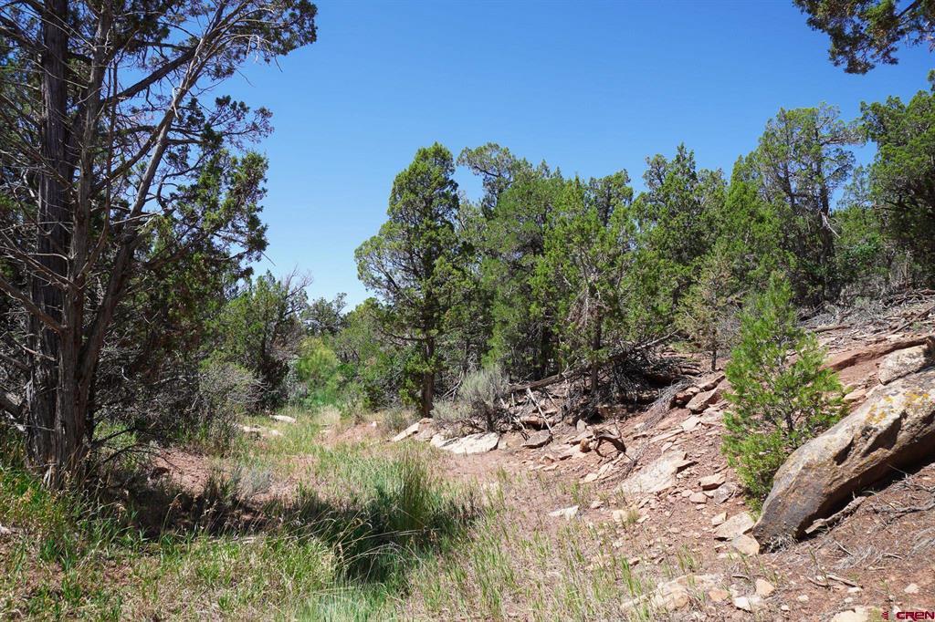 11068 Hwy 491 Property Photo 4