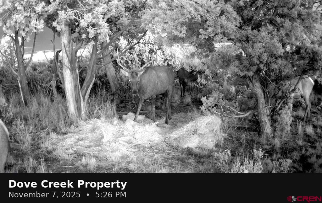 11068 Hwy 491 Property Photo 5