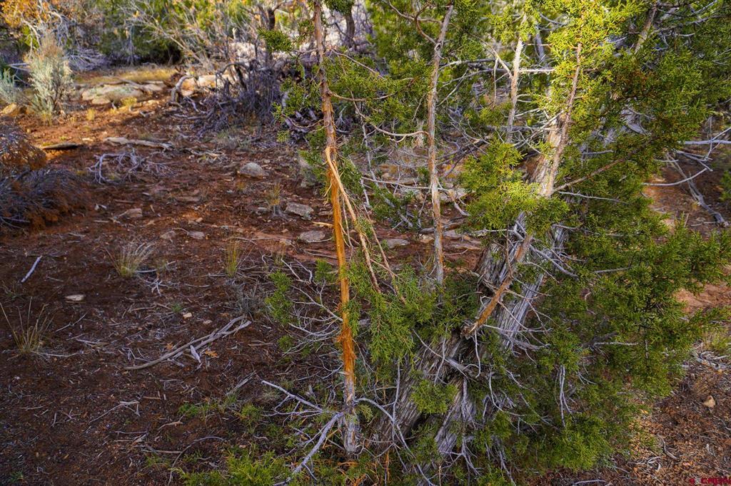 11068 Hwy 491 Property Photo 11