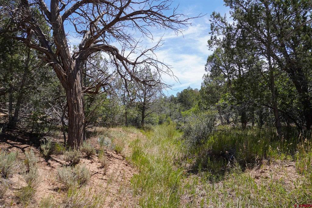 11068 Hwy 491 Property Photo 12