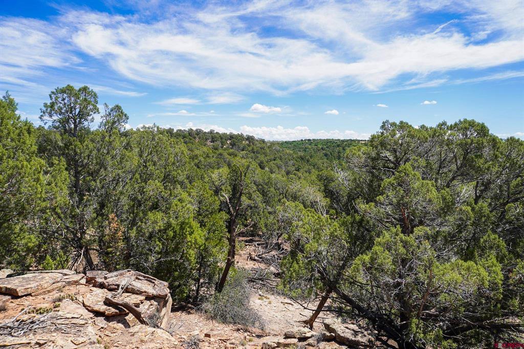 11068 Hwy 491 Property Photo 43