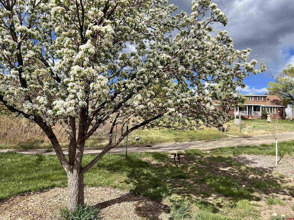 14156 Hwy 145 Property Photo 26