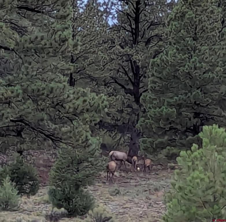 611 Conejos River Trails Property Photo 28