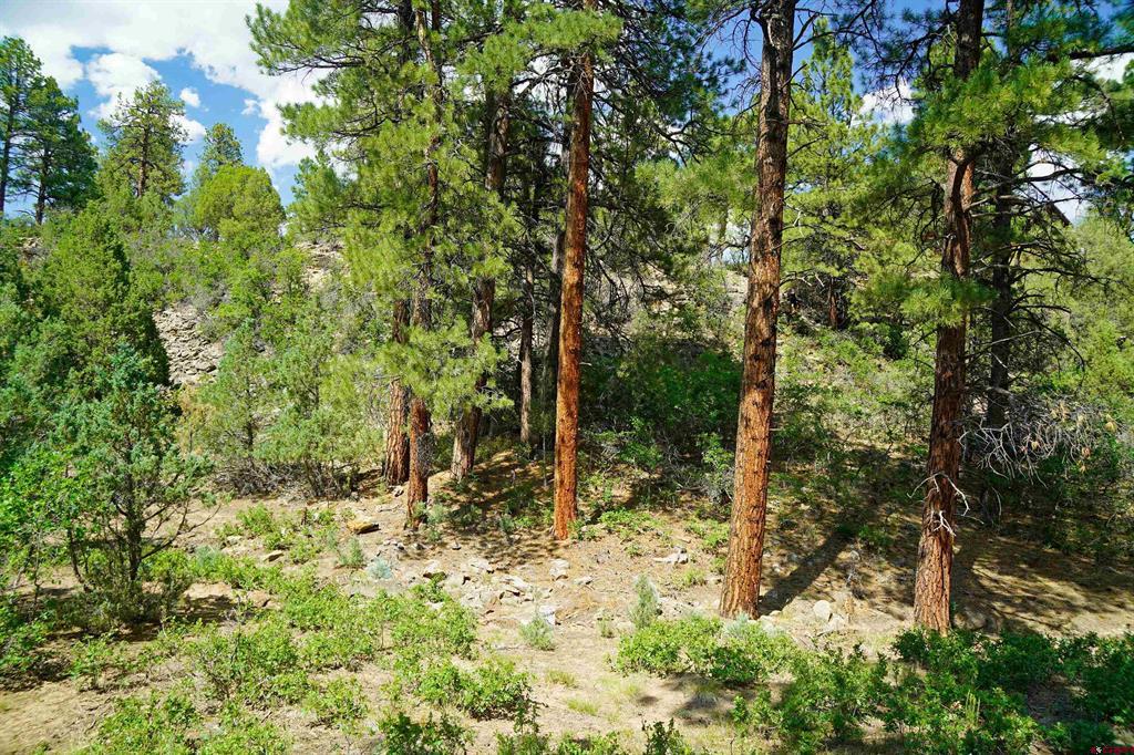 Tbd Hummingbird Trail Property Photo 12