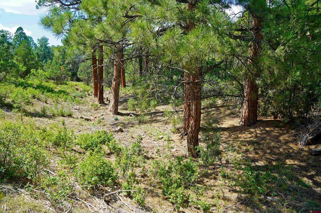 Tbd Hummingbird Trail Property Photo 14