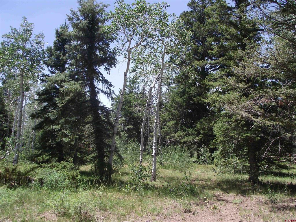 15283 Spring Creek Trail Property Photo 38