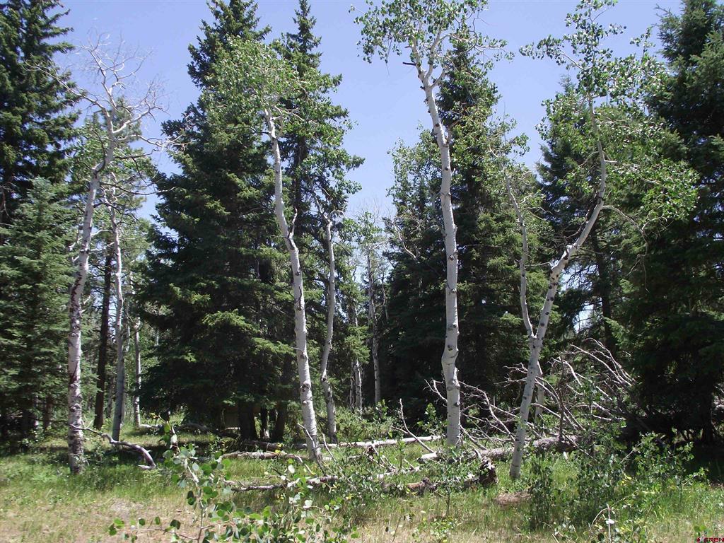 15283 Spring Creek Trail Property Photo 42